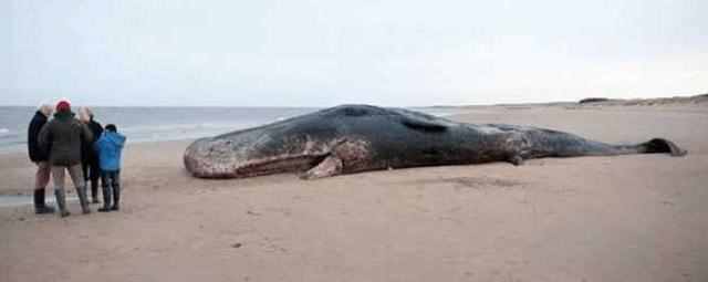 海边为什么总出现搁浅的鲸鱼，科学家说出原因，让人痛心不已